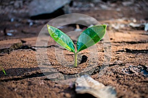 Living with tree drought.