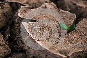 Living with tree drought.