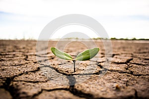 Living with tree drought.