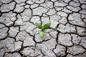 Living with tree drought.