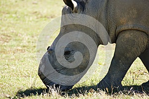 Living in a world of beauty and cruelty. Shot of a rehabilitated rhinoceros that lost its horn to poachers.