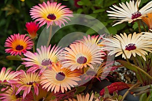 Livingstone Daisies (Mesembryanthemum)