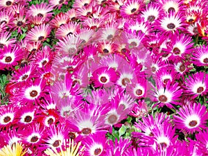 Livingstone Daisies (Mesembryanthemum criniflorum)