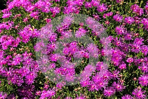 Livingstone daisy photo