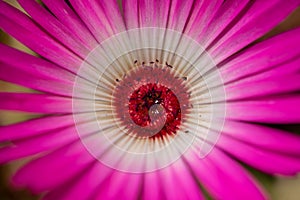 Livingstone Daisy Flower Macro Closeup Photo