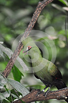 Livingstone's turaco