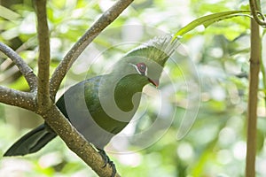 The Livingstone`s turaco Tauraco livingstonii