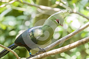 The Livingstone`s turaco Tauraco livingstonii