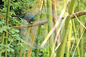 Livingstone turaco