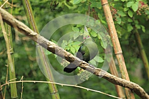 Livingstone turaco