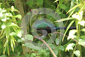 Livingstone turaco