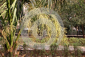 Livistona chinensis, Chinese Fan Palm