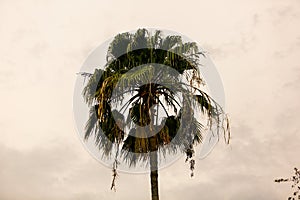 Livistona chinensis palm fan tree
