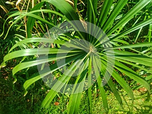 Livistona chinensis or what ordinary people call the Fan Palm is a type of ornamental plant that comes from the Arecaceae