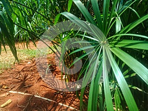 Livistona chinensis or what ordinary people call the Fan Palm is a type of ornamental plant that comes from the Arecaceae