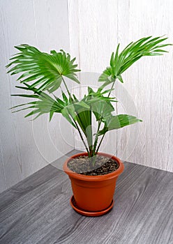 Livistona is a genus of palms, the family Arecaceae