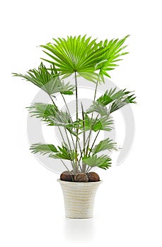 Livistona palm tree