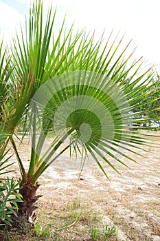 Livistona Rotundifolia palm tree