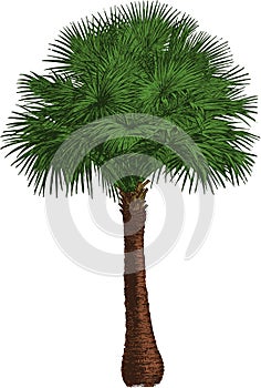 Livistona tree. Vector