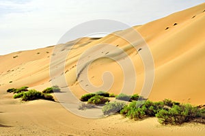 Liwa sand dunes