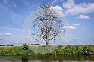 Liwiec river in Poland