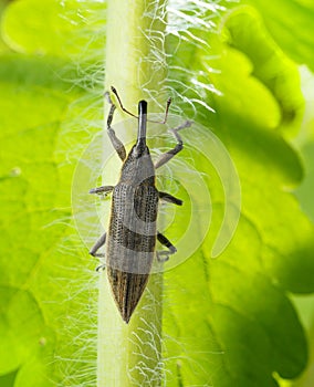 Lixus iridis weevil beetle
