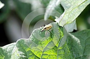 Lixus pulverulentus on a leaf