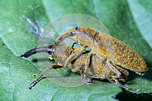 Lixus pulverulentus mates