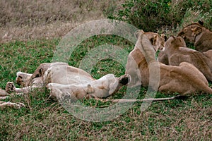 Liyng lions in the national park In Tanzania  one male  two females