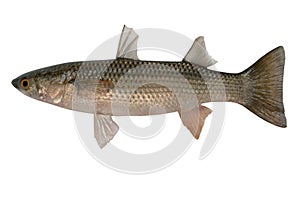 Liza haematocheilus, Redlip mullet,