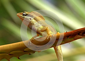 Lagarto 