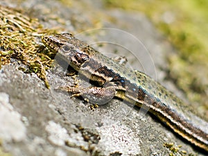 Lizard