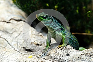 Lizard