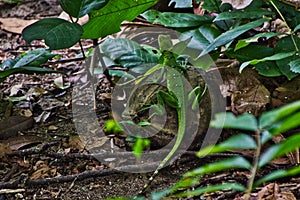 lizard on top of a coconut