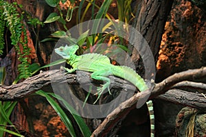 Lizard photo