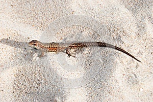 Lizard