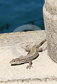 Lizard photo