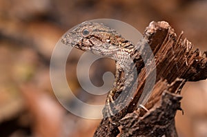 Lizard