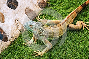 lizard