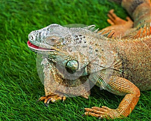 lizard