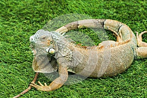 lizard