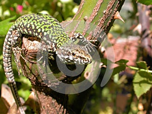 Lizard photo