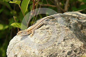 Lizard