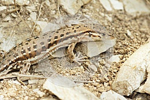 Lizard