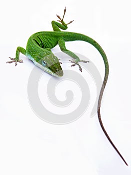 Lagarto 