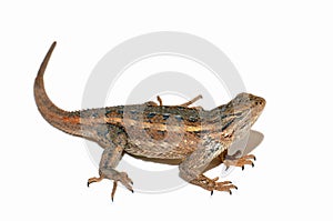 Lagarto 