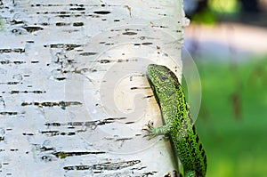 Lizard