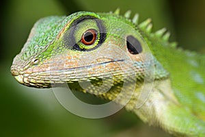 Lizard