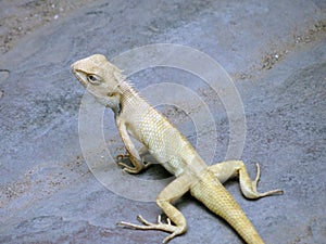 Lizard