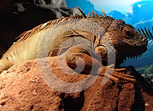 lizard photo